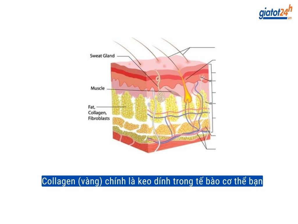 Vai trò của collagen với cơ thể