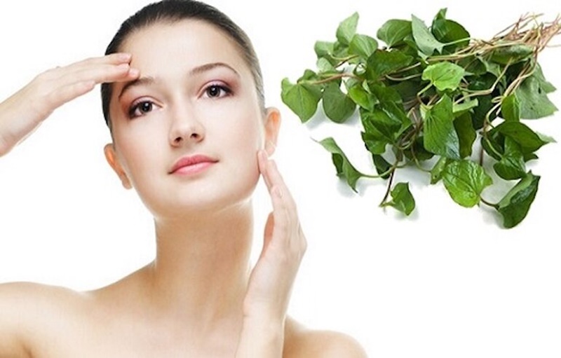 Thực hư rau diếp cá trị mụn có hết không? 8 Không nên lạm dụng rau diếp cá khi trị mụn