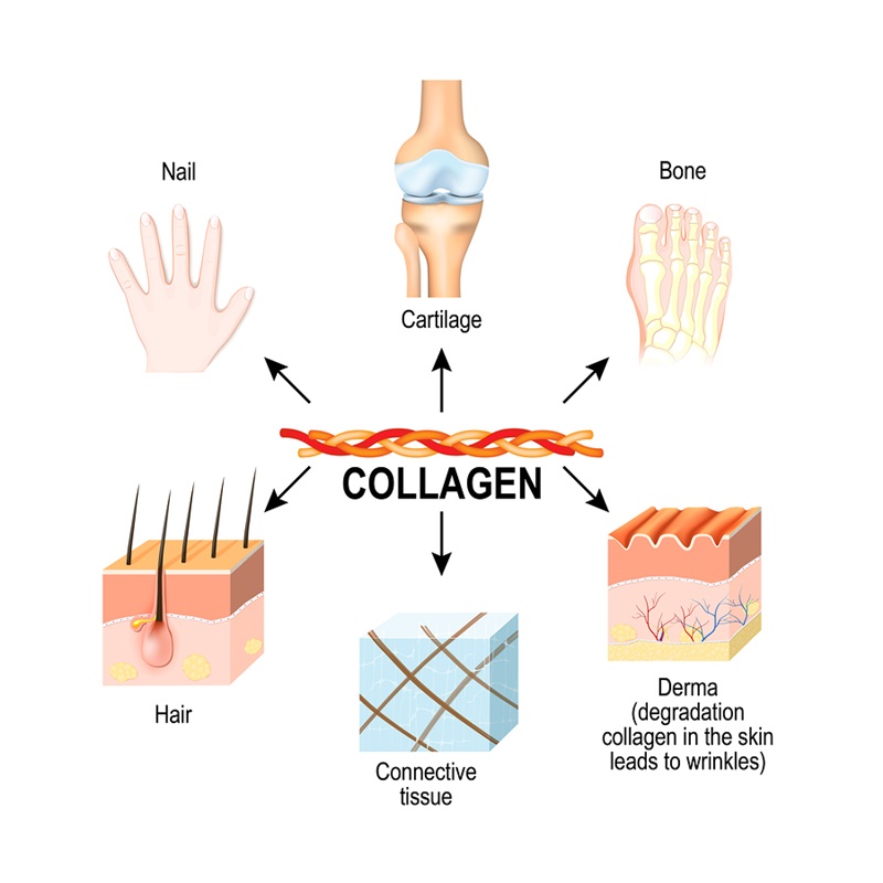 Collagen là thành tố quan trọng, giúp kết dính các mô tế bào với nhau