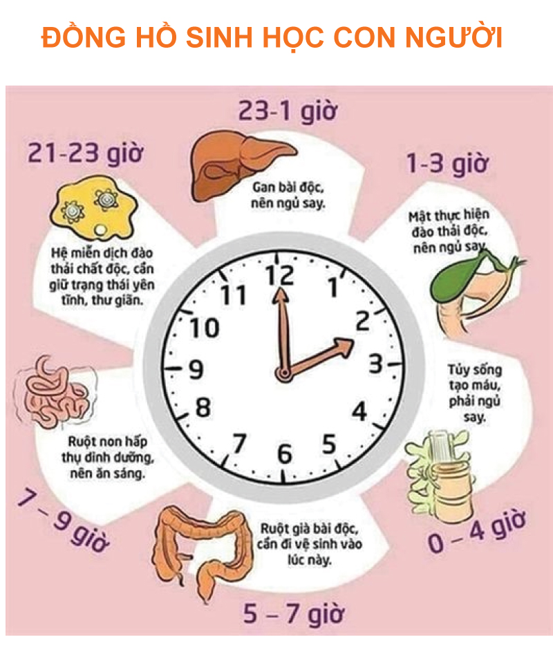 Cách trị mất ngủ - Giải pháp hiệu quả đến từ Mỹ 9 đồng hồ sinh học con người