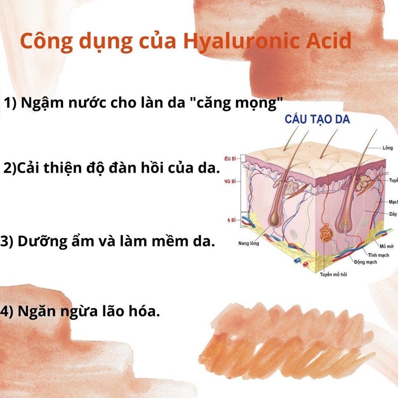 Hyaluronic Acid là gì? Công dụng của nó ra sao? 11 hyaluronic Acid là gì