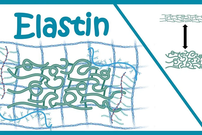 elastin là gì?
