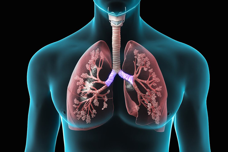 các chức năng của phổi
