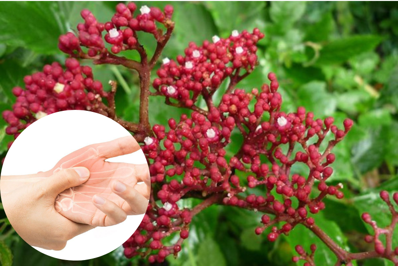 Cây gối hạc trị xương khớp được không? 8 cây gối hạc trị xương khớp cần lưu ý gì