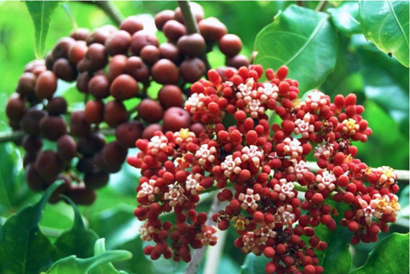 Cây gối hạc trị xương khớp được không? 11 cây gối hạc trị xương khớp trị thấp khớp